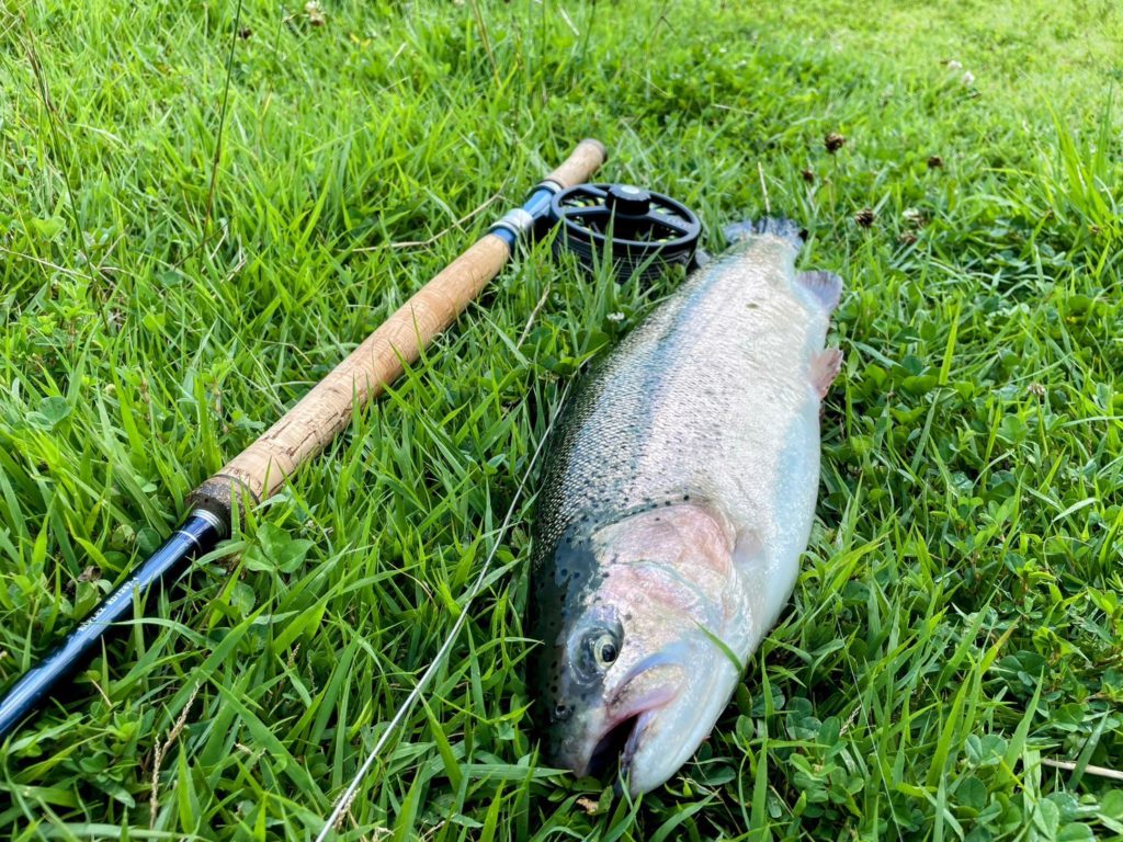 【頂鱒５１ｃｍ】全体