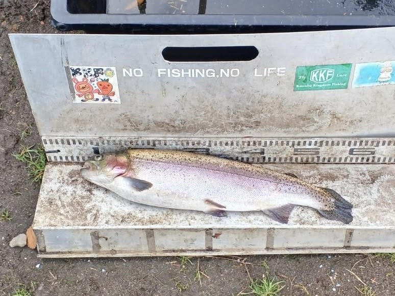 【頂鱒５０ｃｍ】全体