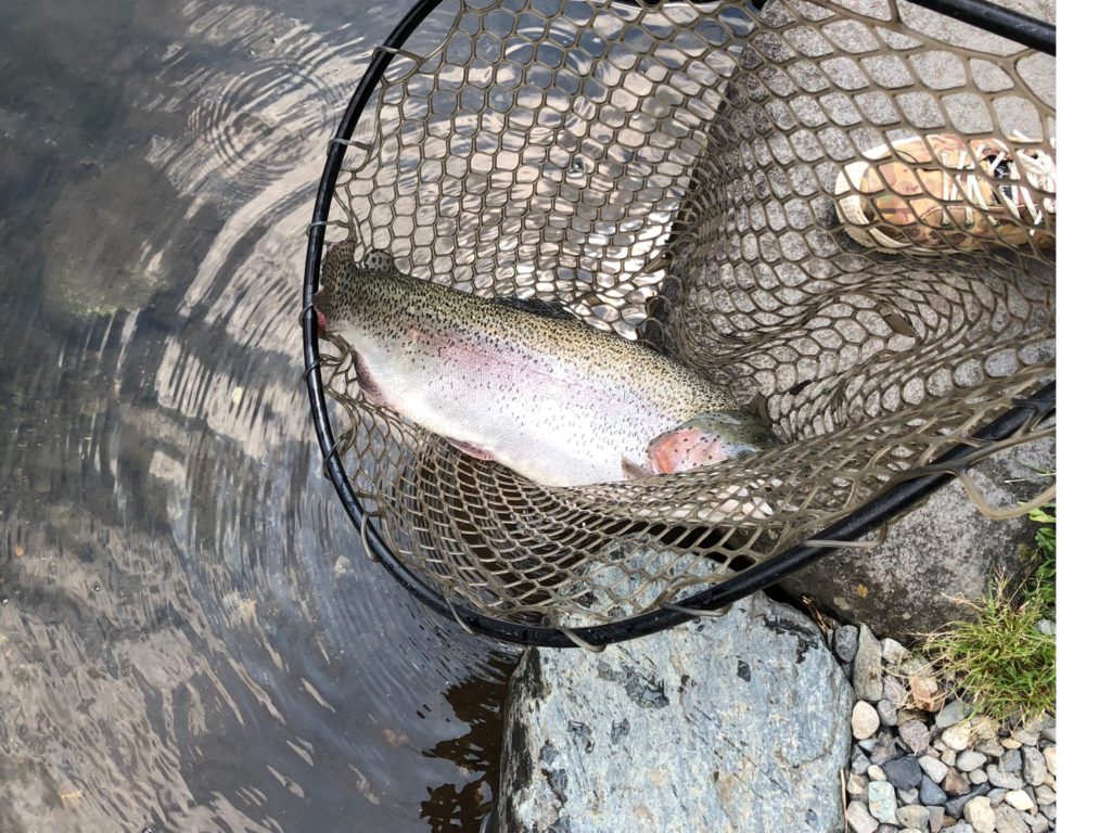 【頂鱒５４ｃｍ】全体