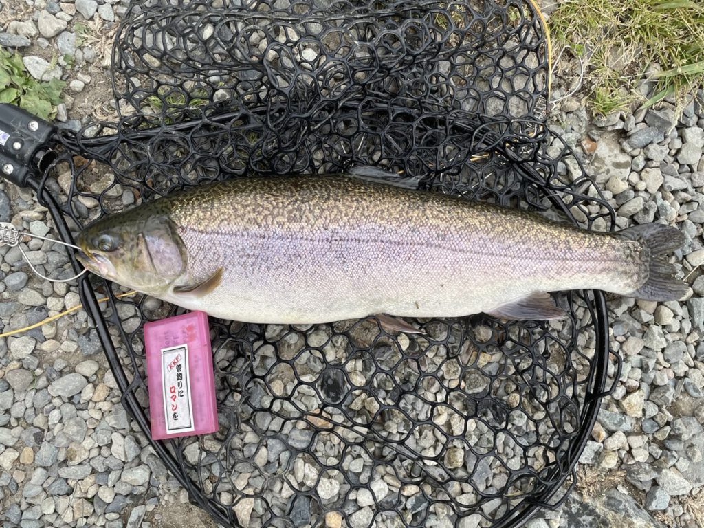 【驚ロック５６ｃｍ】全体