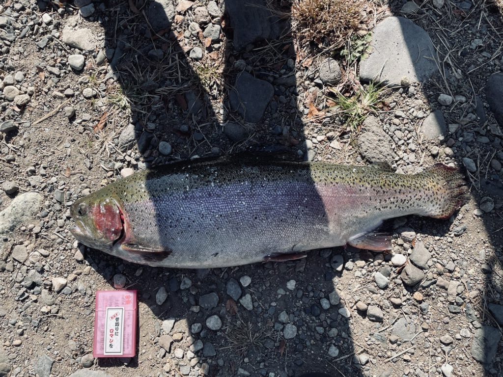 【頂鱒６７ｃｍ】全体