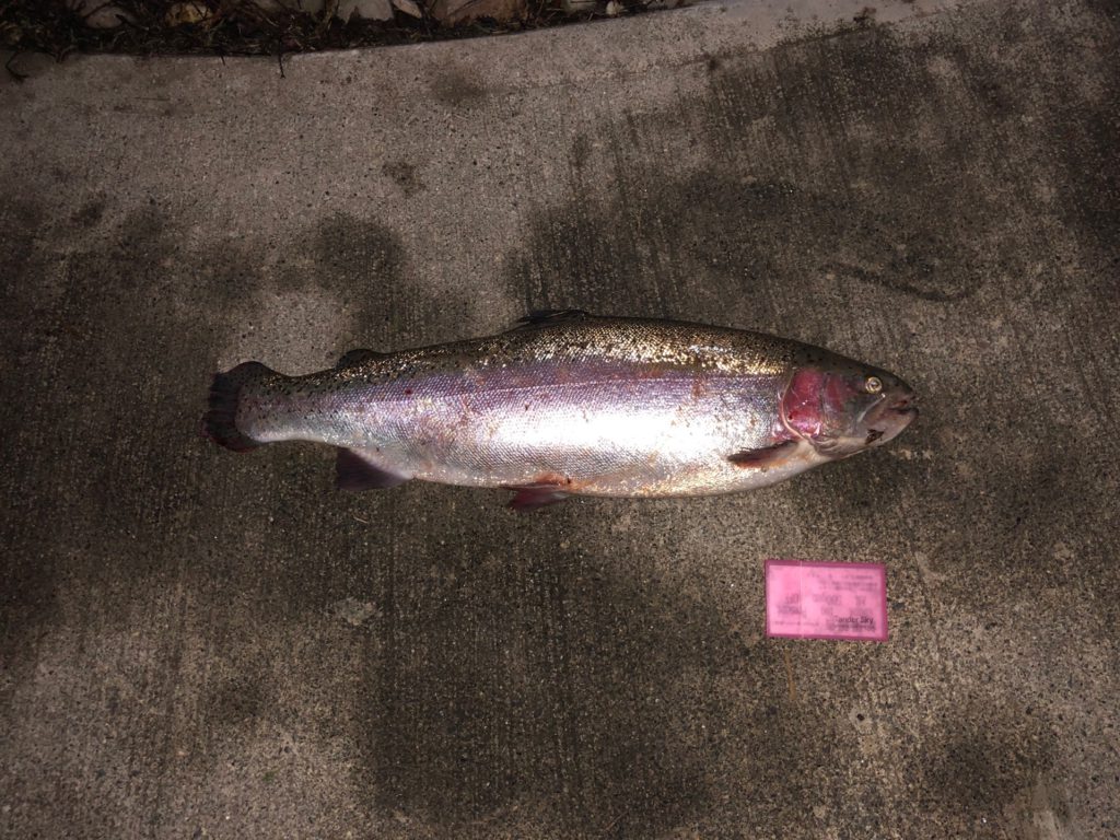 【頂鱒６４ｃｍ】全体