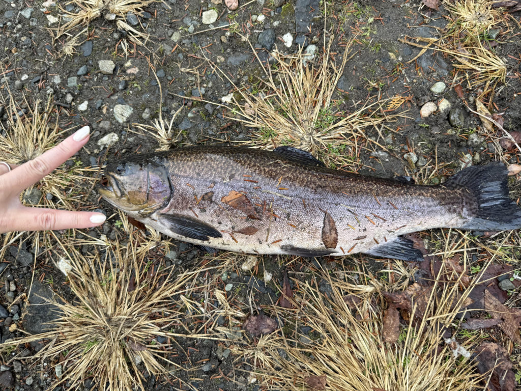 【驚ロック５４ｃｍ】全体