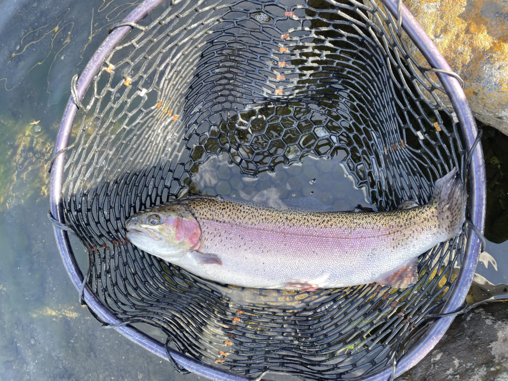 【頂鱒５３ｃｍ】全体