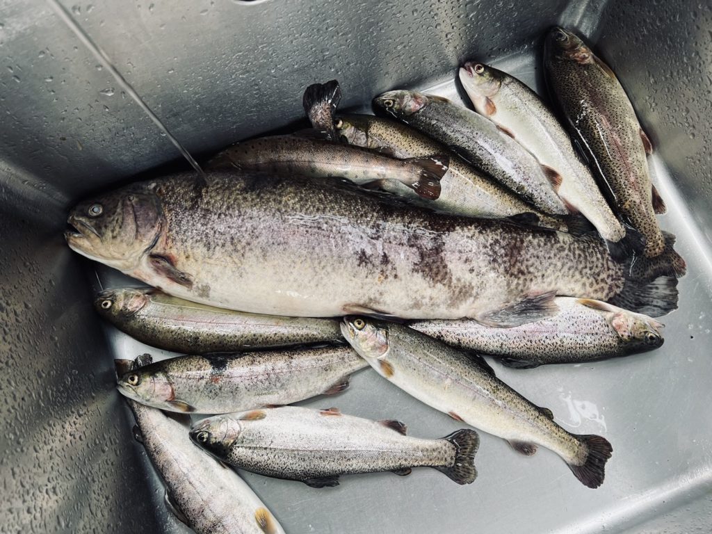 【驚ロック５５ｃｍ】全体