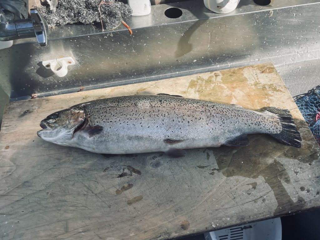 【頂鱒５５ｃｍ】全体