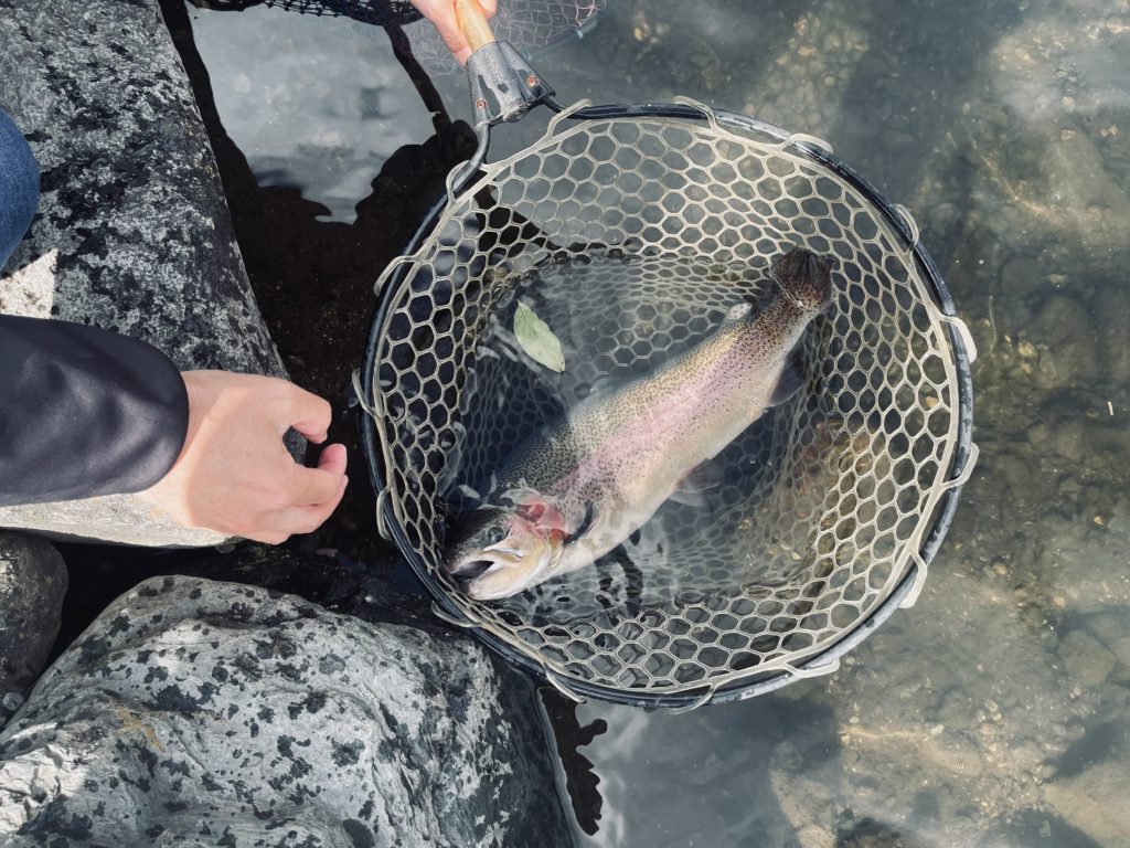 【頂鱒５３ｃｍ】全体