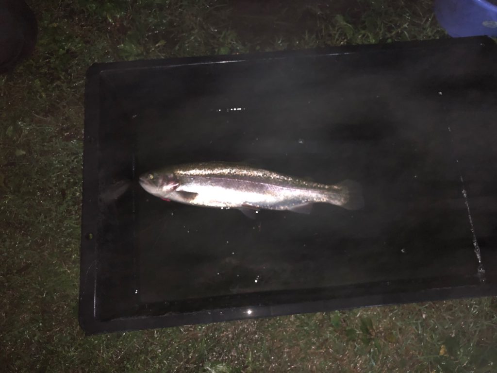 【頂鱒５２ｃｍ】全体