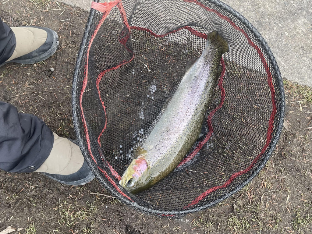 【頂鱒５４ｃｍ】全体